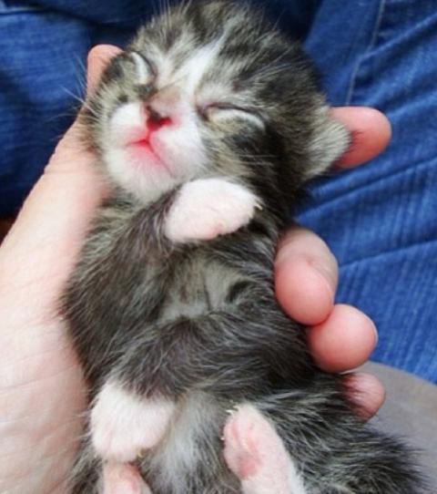 捡到小猫该如何喂养它,捡到小猫应该怎么照顾