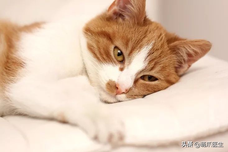 猫咪皮肤有黑斑点还很容易掉毛,猫咪身上有黑色斑点是怎么回事