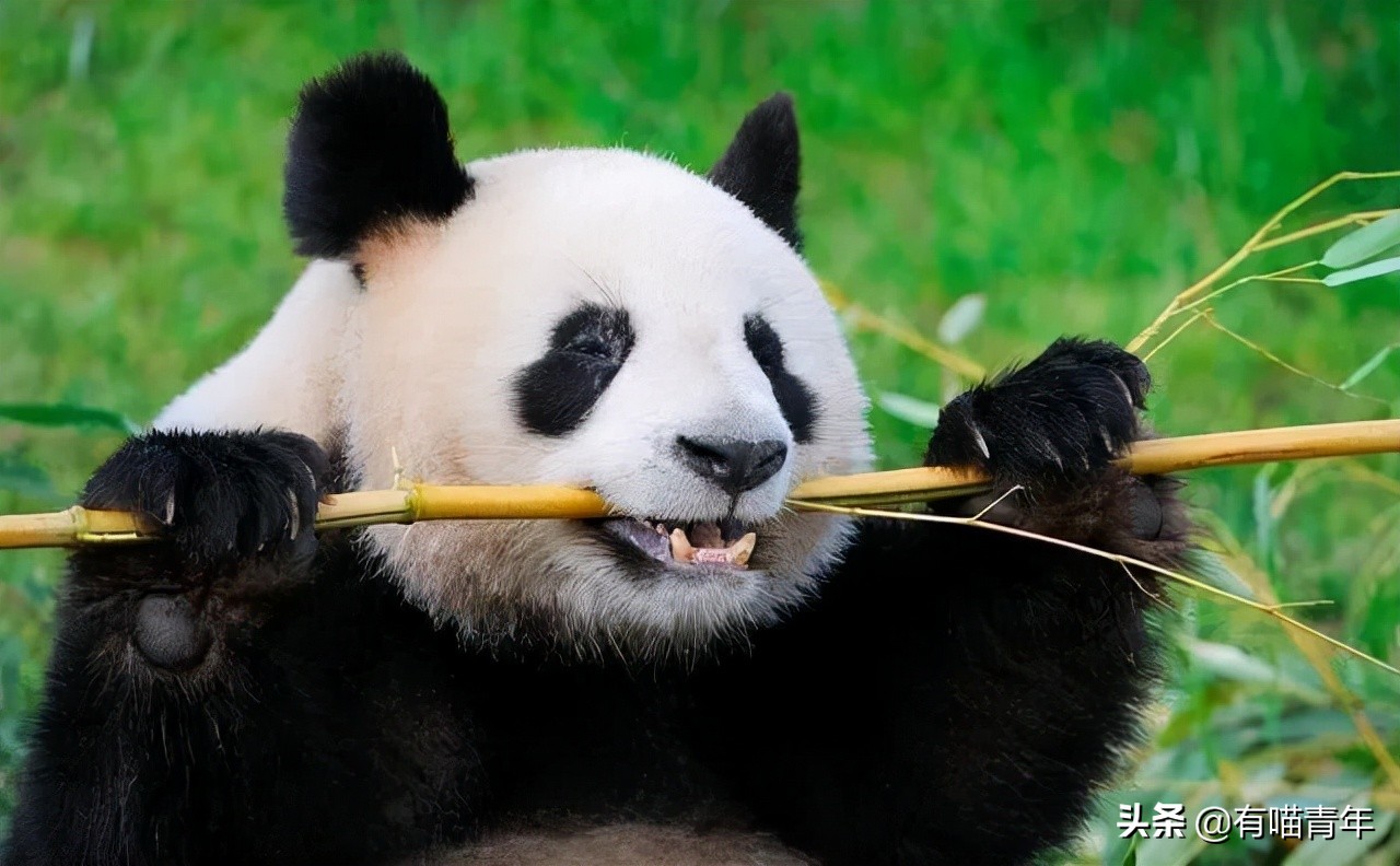 12个动物啪啪啪知识，最后一个想笑死谁？