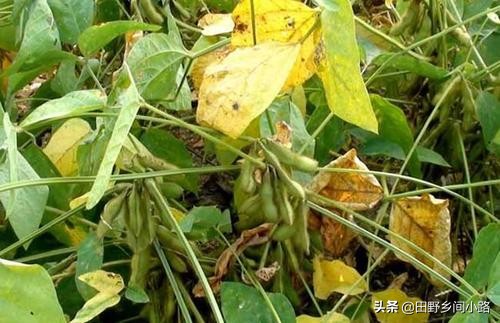 黄豆种子的种植方法和注意事项,黄豆适合什么样的气候来种植呢