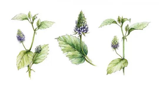 补骨脂配伍药方,补骨脂的功效与验方