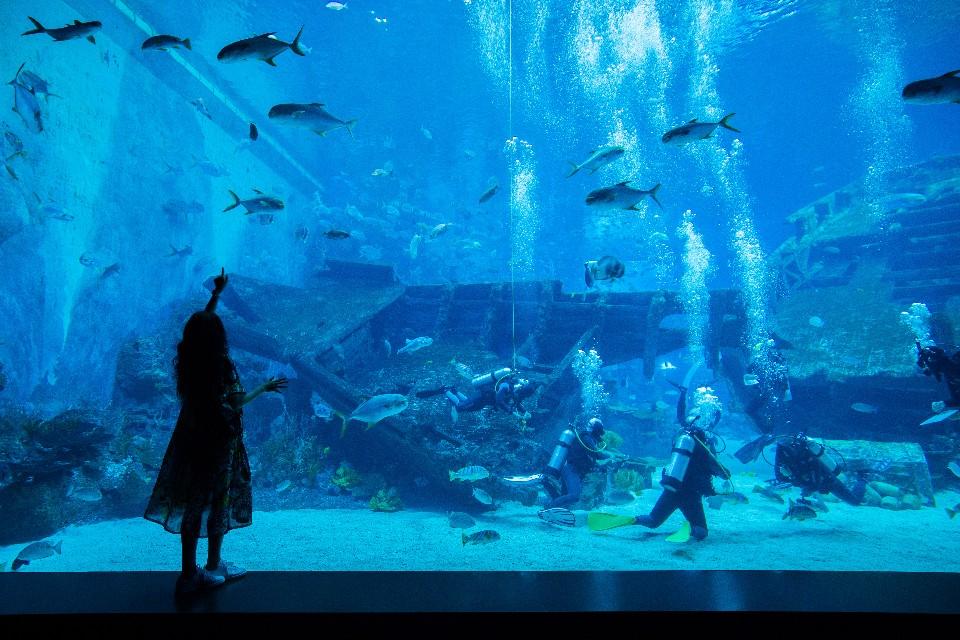 新加坡旅游全攻略,新加坡旅游攻略2000字