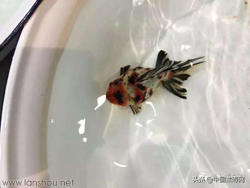 世界金鱼大赛在福州举行,2019中国世界金鱼大赛