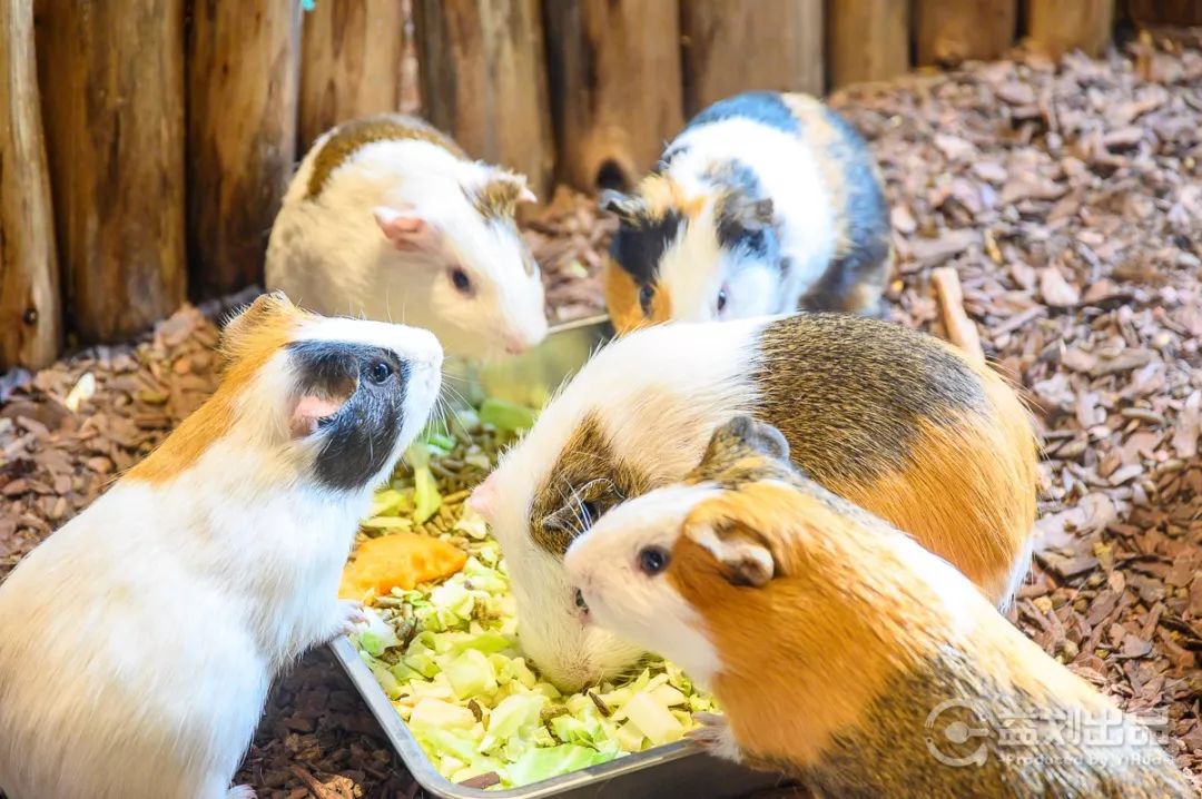 大连么么哒动物园 (大连小众动物园)