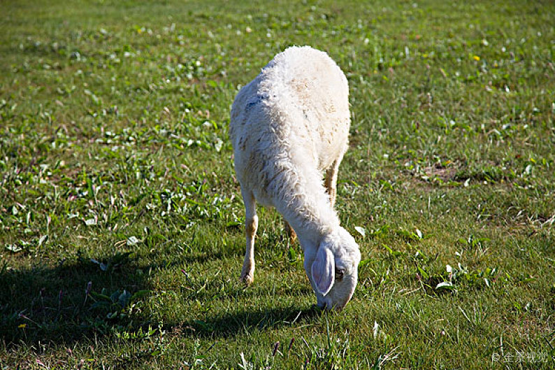常见的羊皮肤上寄生虫病，养羊如何进行治疗