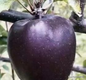 黑苹果水果有什么营养,黑苹果水果的营养价值