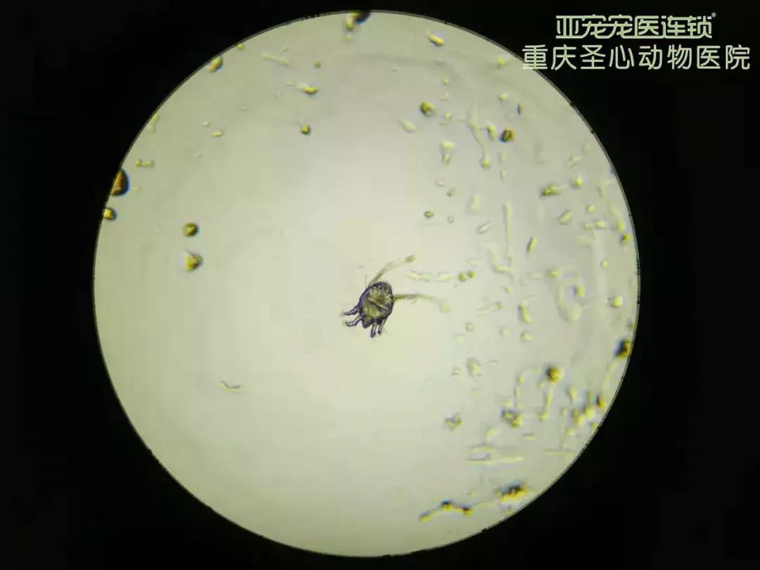 显微镜下的三千大千世界,显微镜下的世界是精美绝伦的