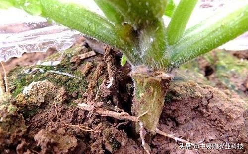 西葫芦茎流胶腐烂是啥病,西葫芦根腐烂怎么办