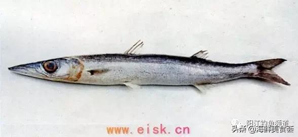 十种最受欢迎的海鱼,钓鱼人最爱的海鱼