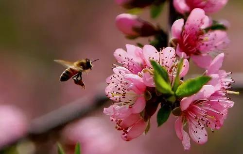 男带寡宿加红艳是什么意思,男带红艳煞什么意思