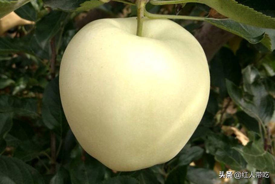 小时候吃的又黄又大的苹果,山东人小时候最爱吃的