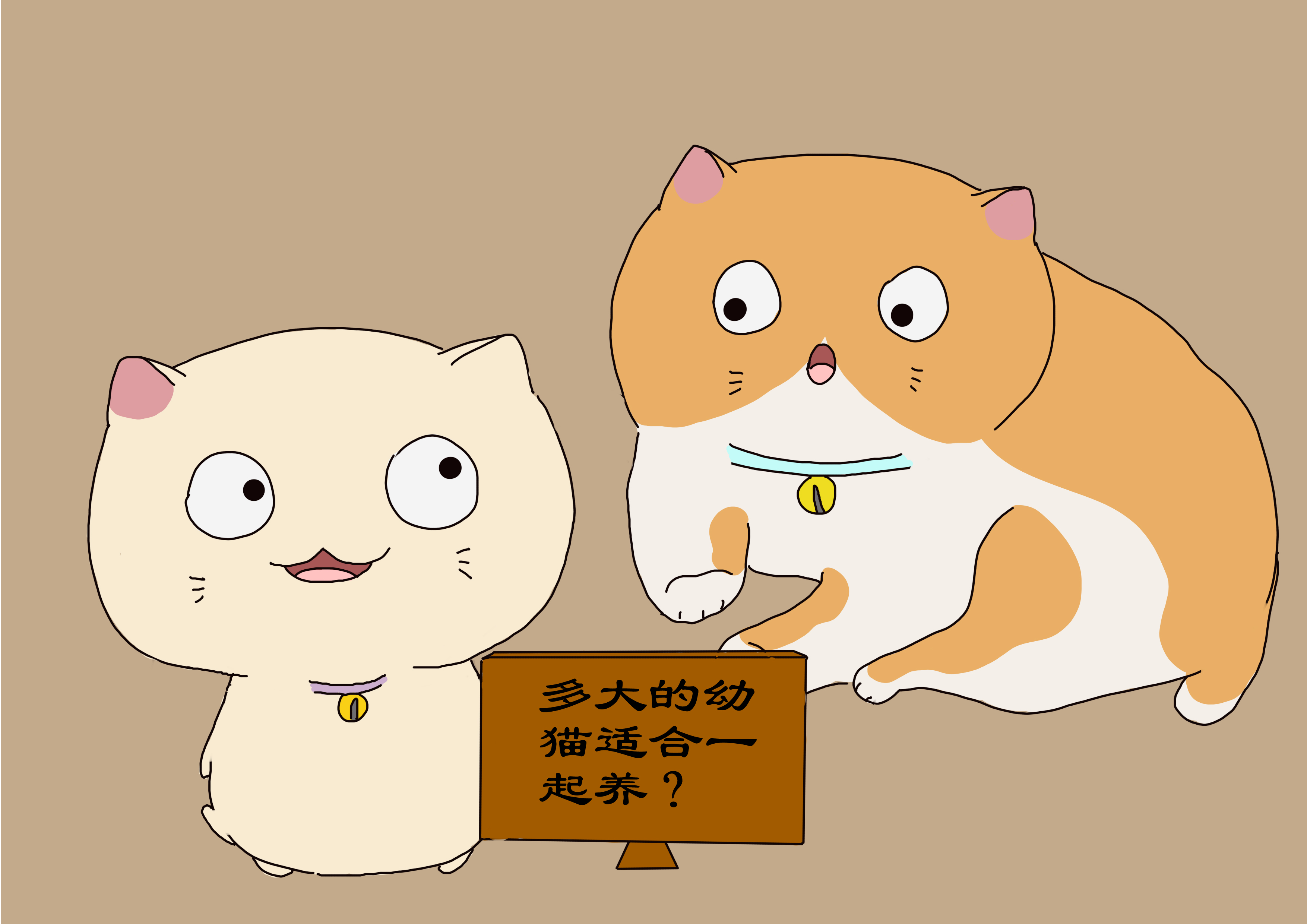 成年猫与幼猫的性格差异,幼猫多大可以很清楚的分辨矮脚