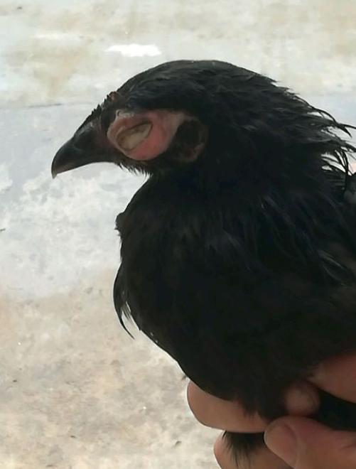 鸡瞎眼睛还肿是什么原因,鸡眼睛有半边瞎了还带肿是什么病