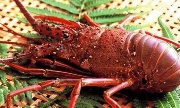 哪种海鲜的味道最鲜美,世界上最鲜美的海鲜