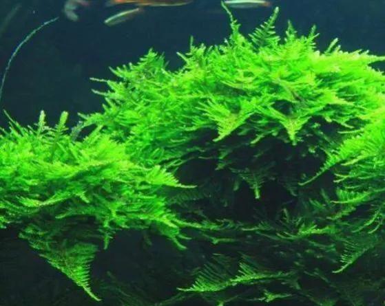 鑾柉姘磋崏绉嶆鏂规硶,鍏婚奔姘磋崏鎬庝箞绉嶆