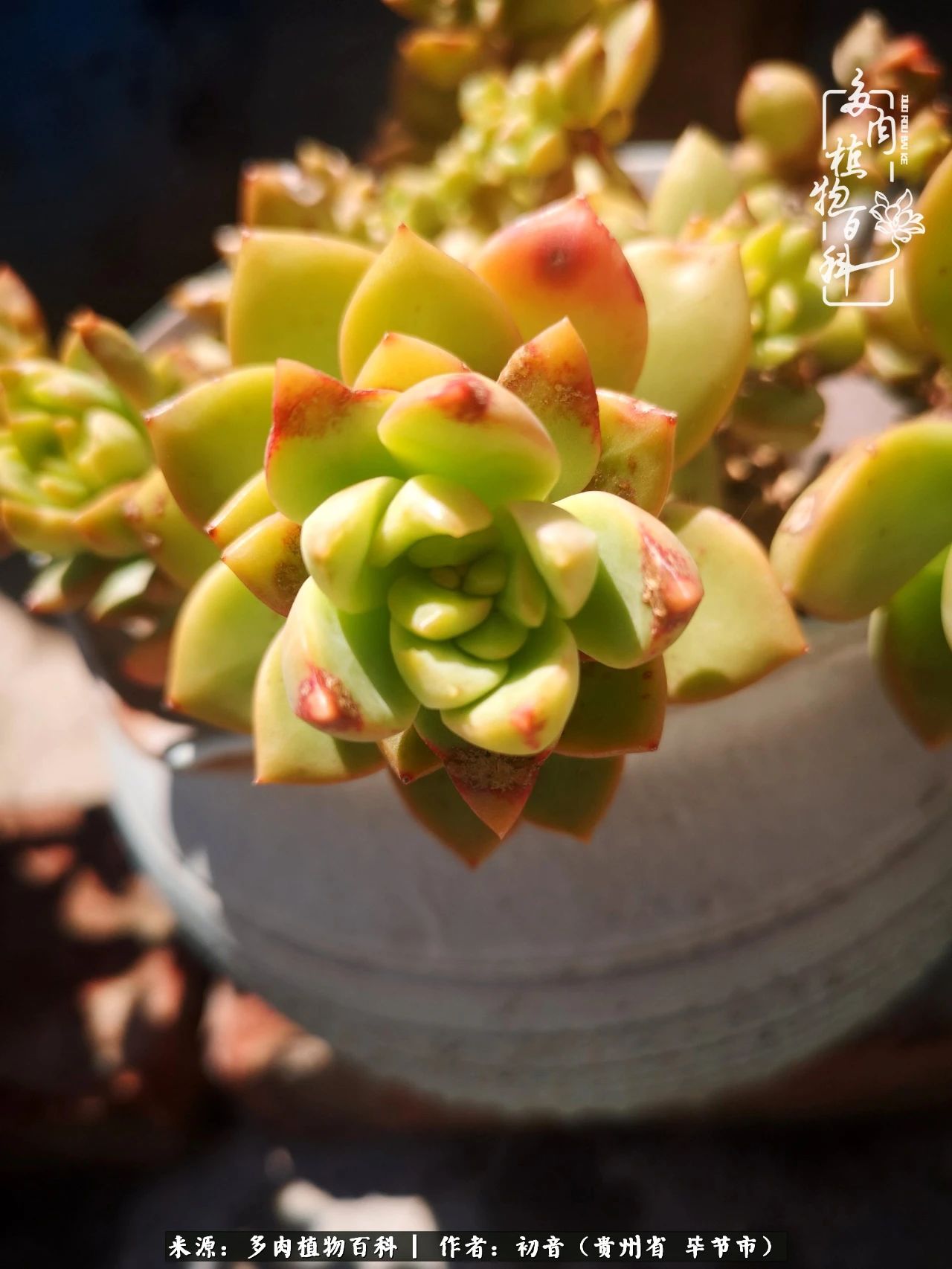 和多肉共度美好时光,与多肉一起成长