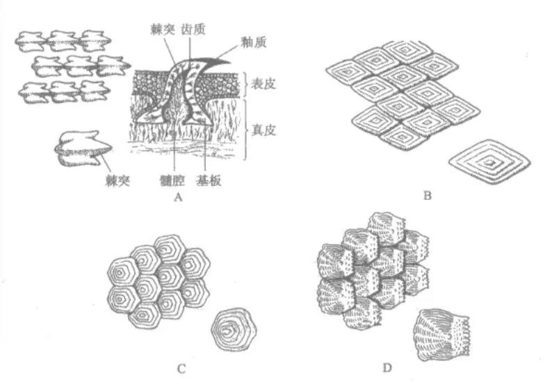 鱼鳞能有什么功效,鱼鳞有用吗
