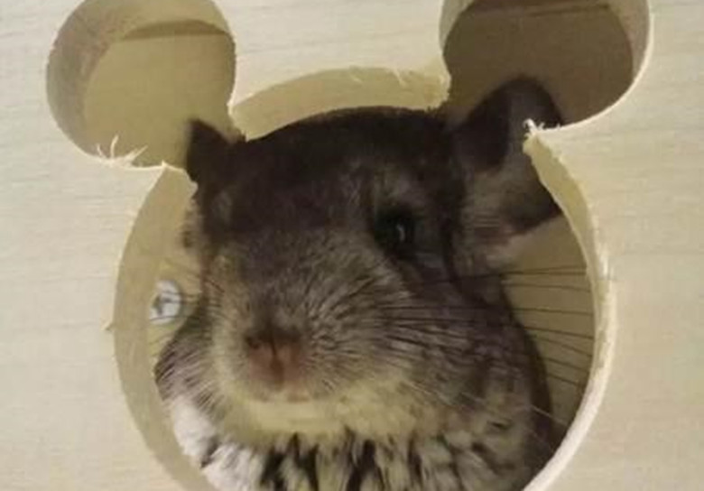 龙猫怎么养新手教程,龙猫饲养方法如何饲养龙猫