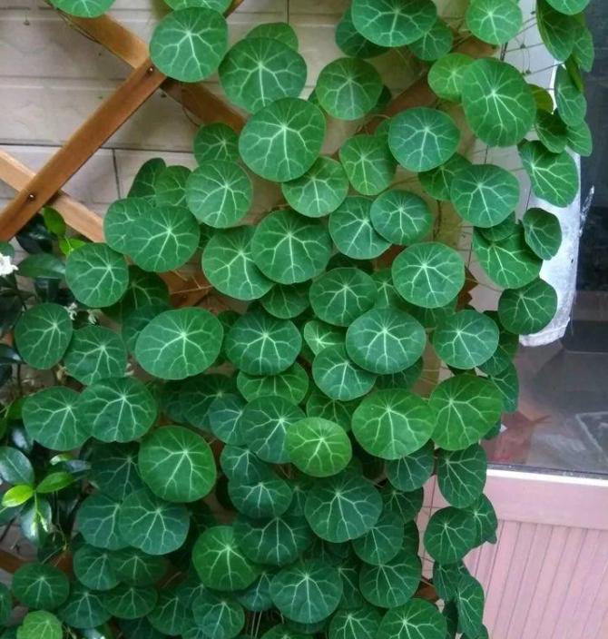 山乌龟盆景养殖方法,30年的山乌龟盆景图片