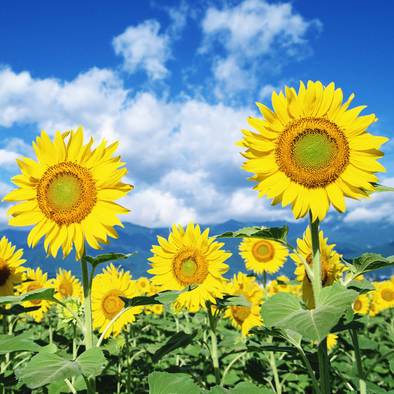 向日葵自由的象征,向日葵是阳光的象征