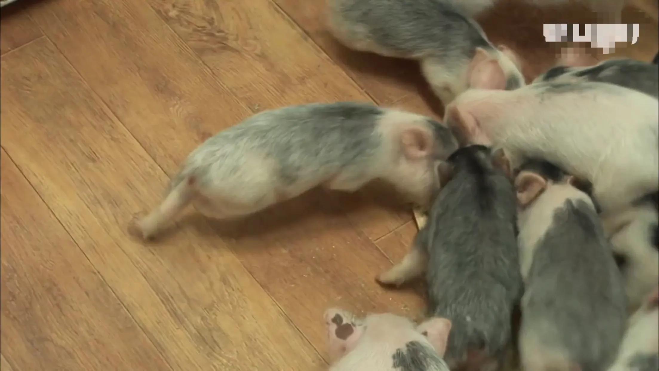 小猪的智商高达多少 (韩国最聪明的小猪)