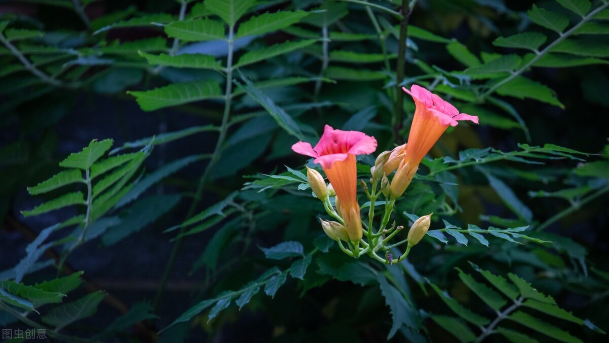 这8种花草决不能放家里,房顶植物花草种植方法