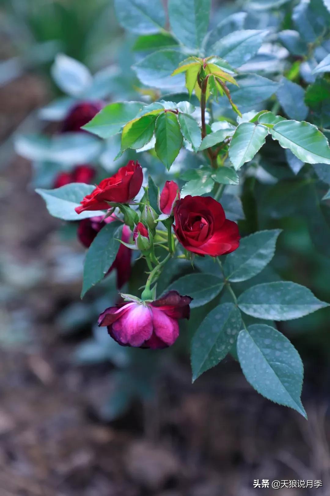 又一个十年,国产自育品种