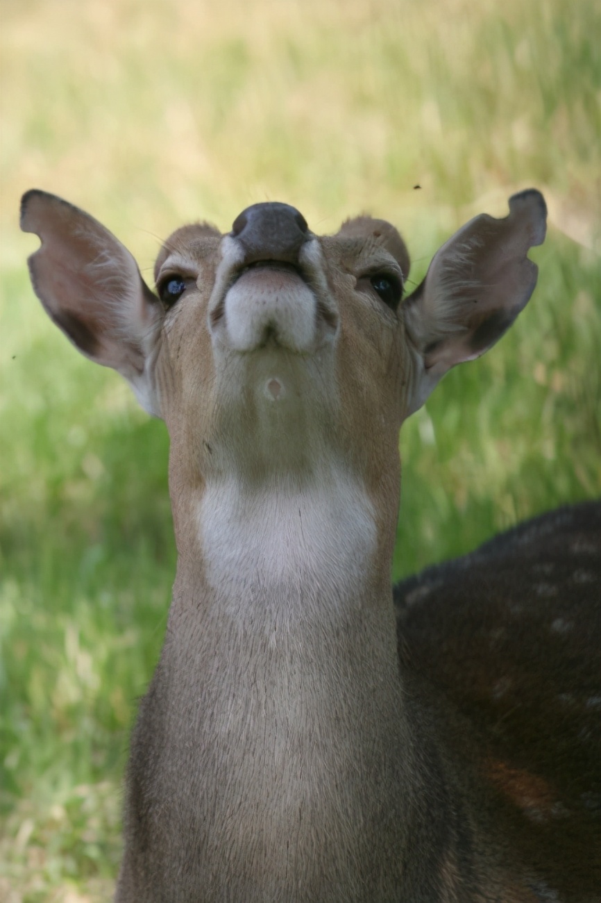 梅花鹿为什么夏天才有斑点,梅花鹿怎么没长鹿茸
