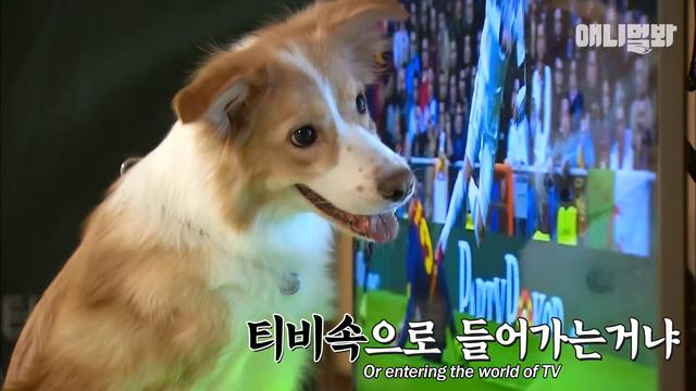 其实狗狗也是懂人性的,其实狗狗真的什么都懂