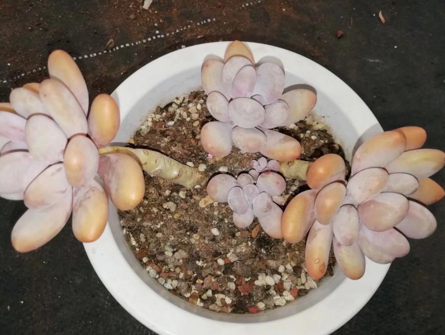 多肉养出状态来有多美?这102种多肉控养上色之后美呆了