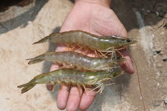 南美白对虾养殖技术全程指导,南美白对虾工厂化养殖技术介绍