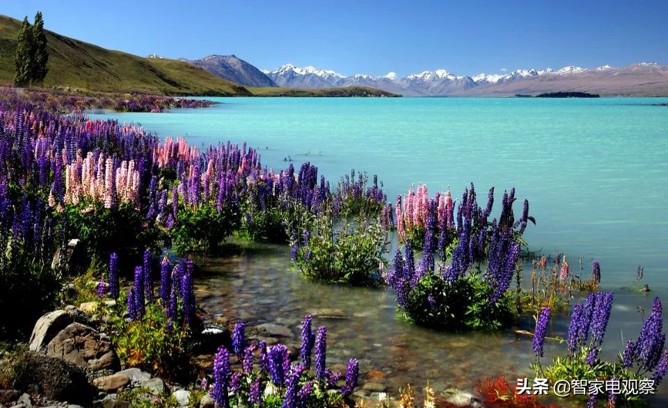 华帝和老板厨电哪个好,厨小电