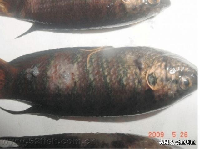 斗鱼破损能长好吗,斗鱼鳍坏了怎么恢复