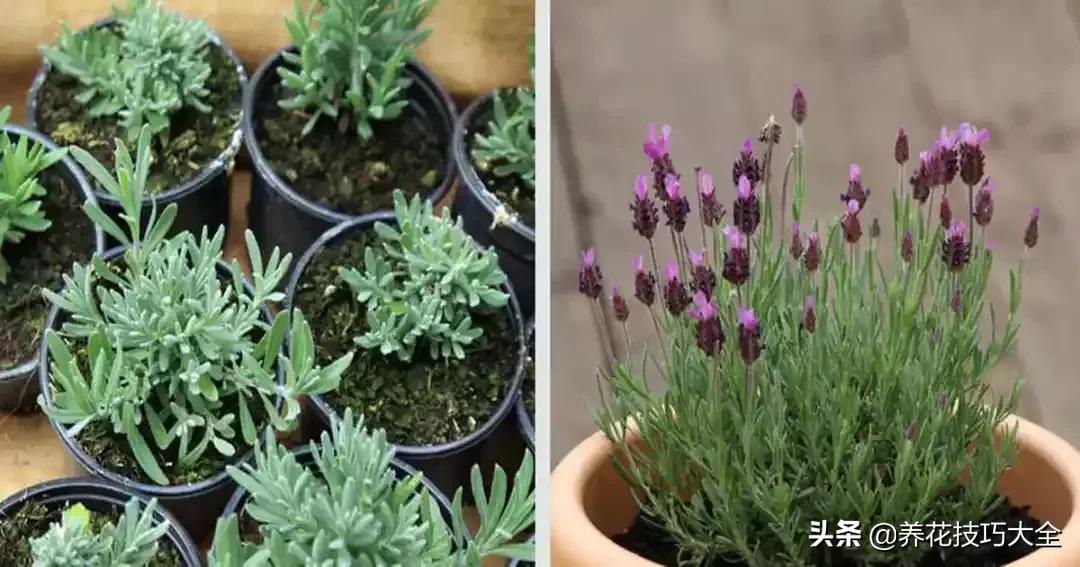 盆栽薰衣草种植方法,薰衣草小盆栽套件种植方法