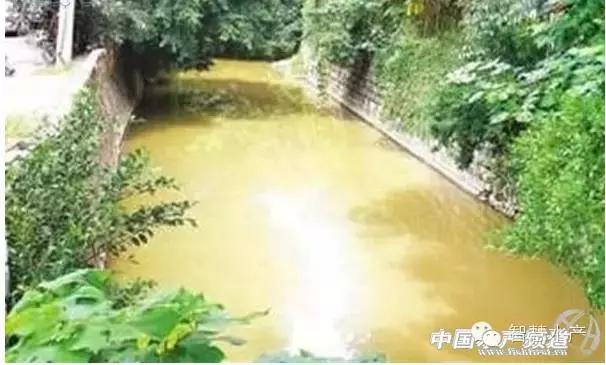 刚刚开始养殖对虾如何清理虾塘,对虾养殖ph值所反映的水质问题