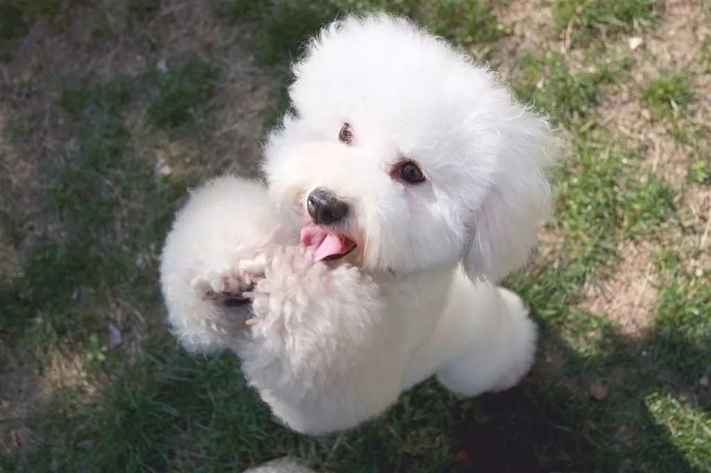 狗狗饲养5大误区铲屎官们要注意,宠物小知识狗狗篇之妙招分享