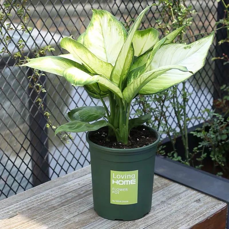 室内清除甲醛的花,吸甲醛又无毒的花