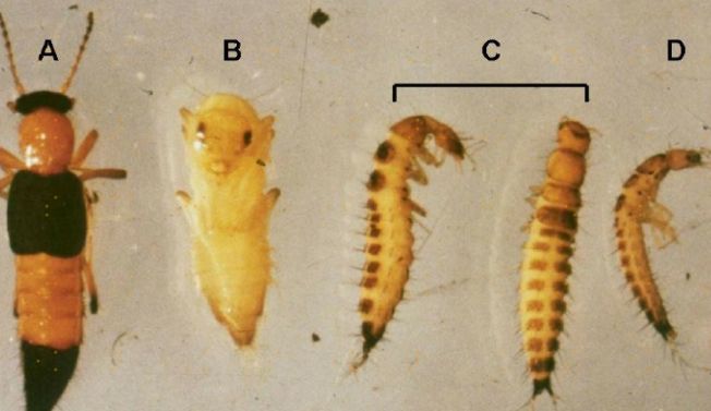 毒蚂蚁隐翅虫,被有翅膀的蚂蚁蛰了有毒吗