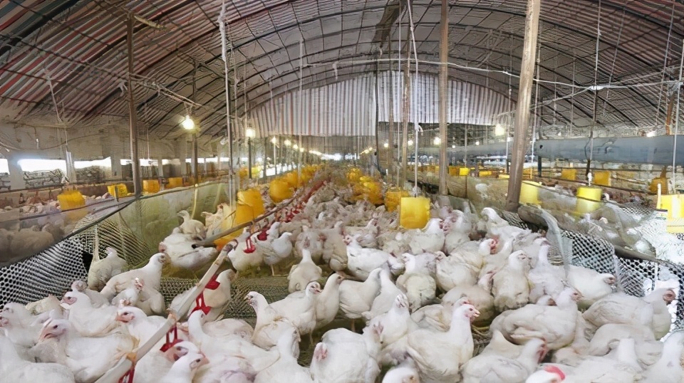 如何确认鸡舍温度与鸡的体感温度,想要养好鸡