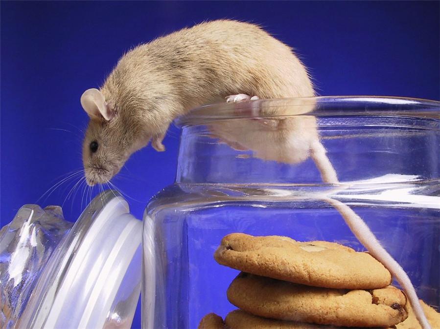 豪猪是不是骗局,豪猪怪和犀牛怪