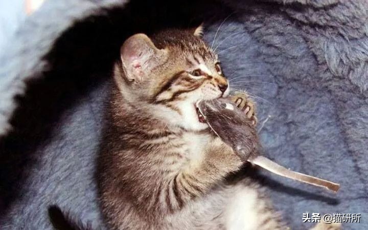 哪些猫咪玩具对小猫有害 (对猫咪有益的玩具)