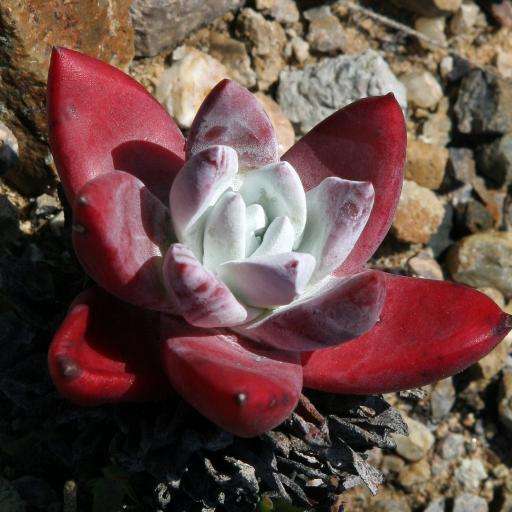 100种常见多肉植物图鉴收藏,1000种多肉植物图鉴及名字