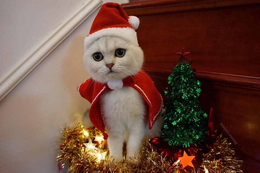 养猫咪的铲屎官猫咪都长什么样,铲屎官的猫咪有多离谱