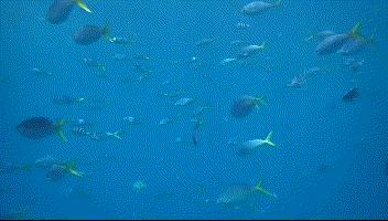 帕劳金色水母,帕劳水母旅行