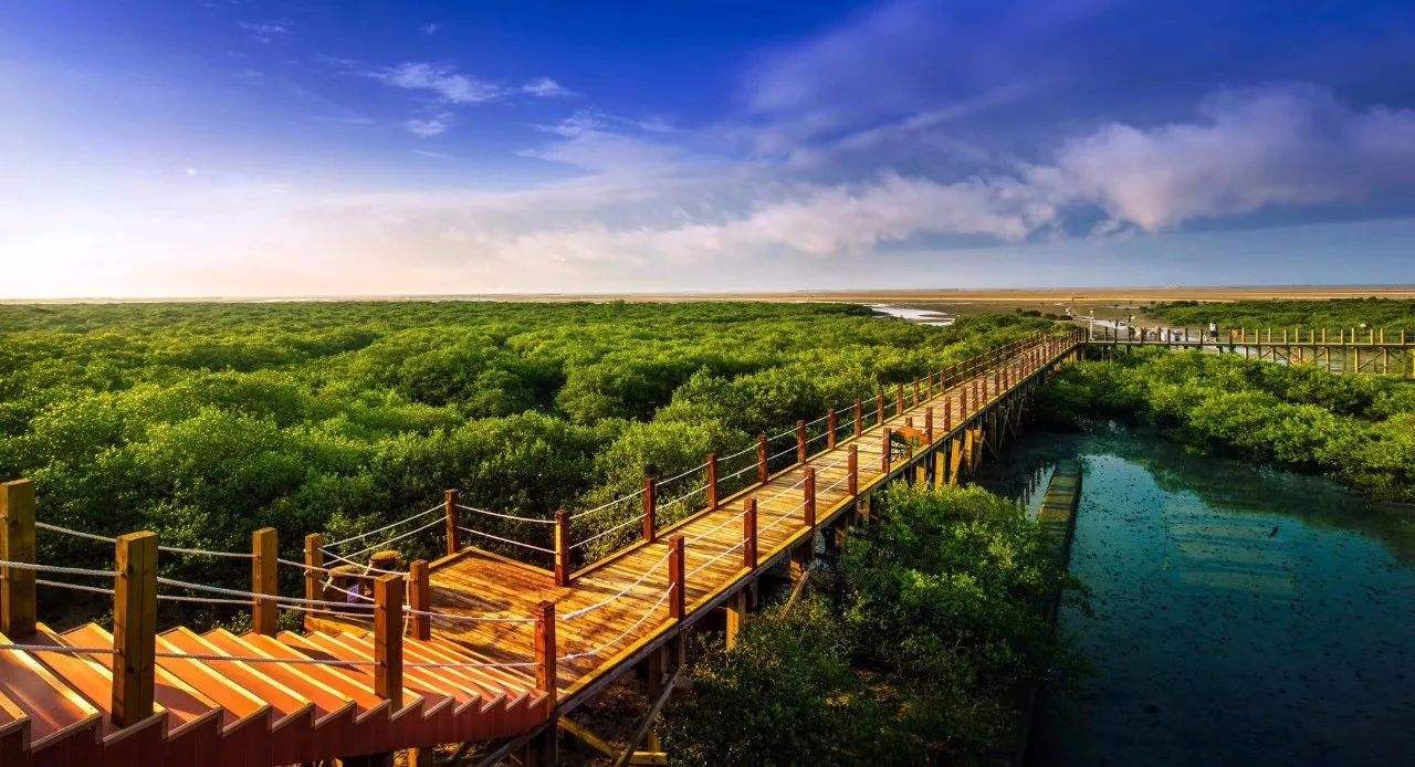 风风雨雨几十年,不停奋进和努力加上幸运,北海长成了参天大树