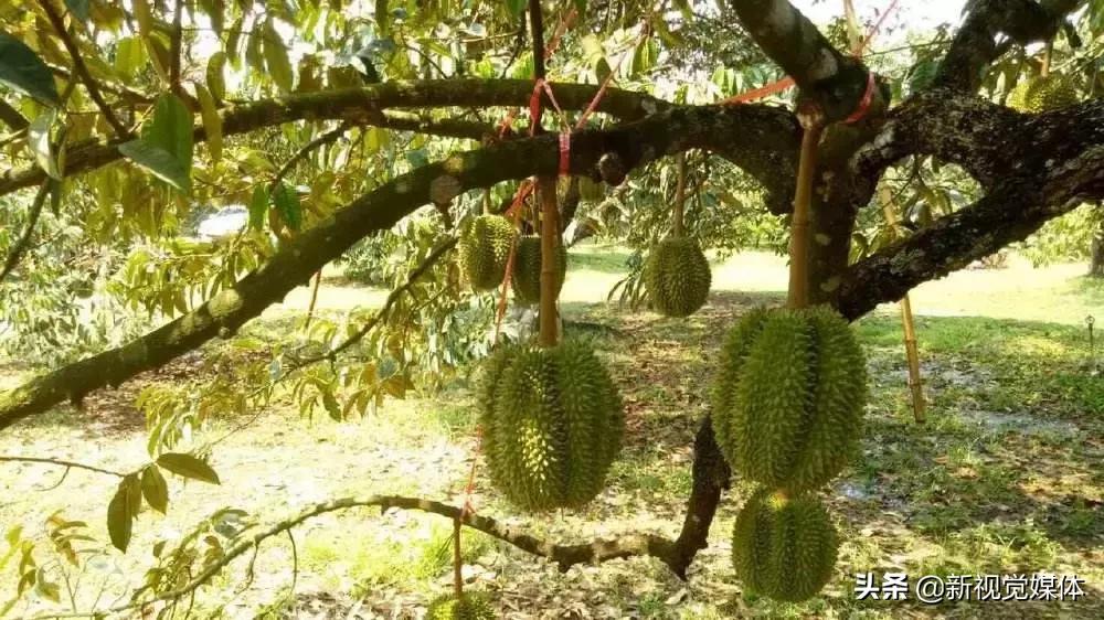 甲仑榴莲口感是榴莲界的爱马仕,榴莲甲仑口感