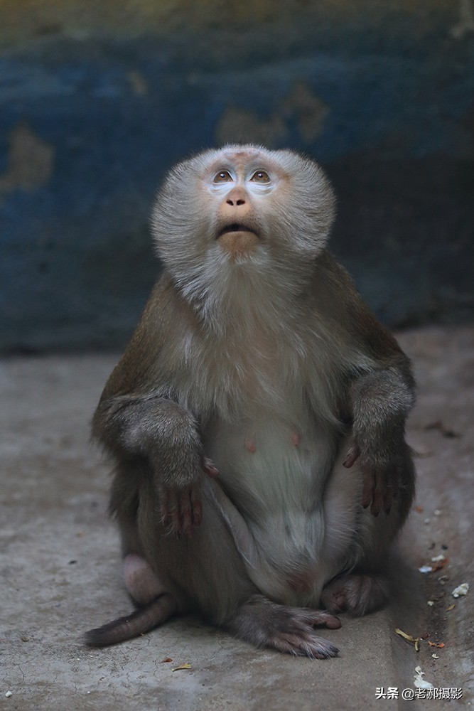 大师兄的亲戚—猪猴