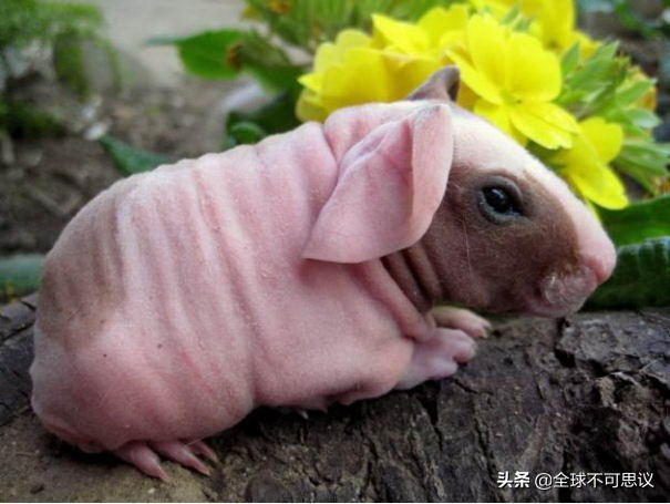 世界上四种无毛动物,15种令人难以置信的不寻常动物