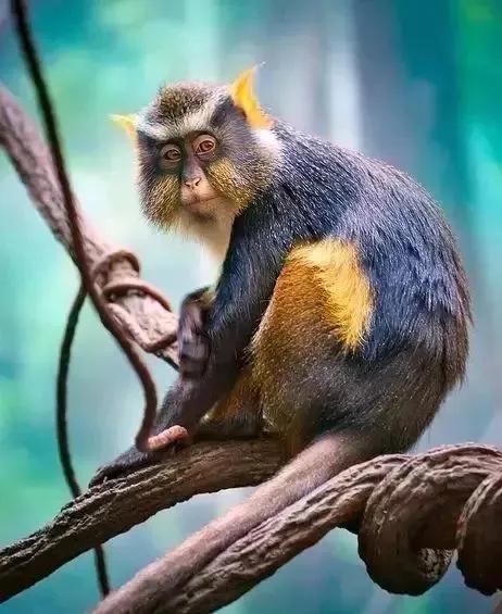 看看猴子,老猴子孙悟空72变