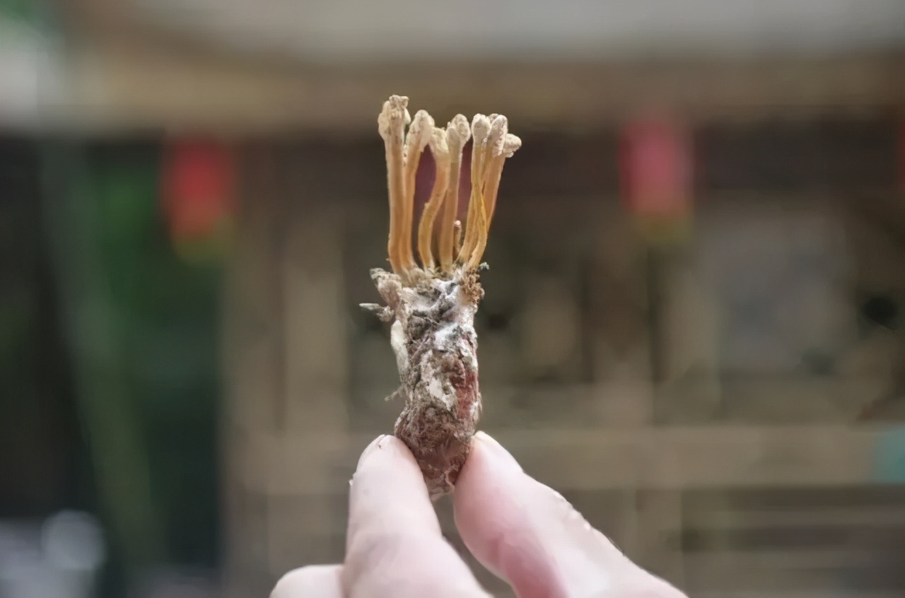 句容菜排行榜前十名,句容最有名的10道菜